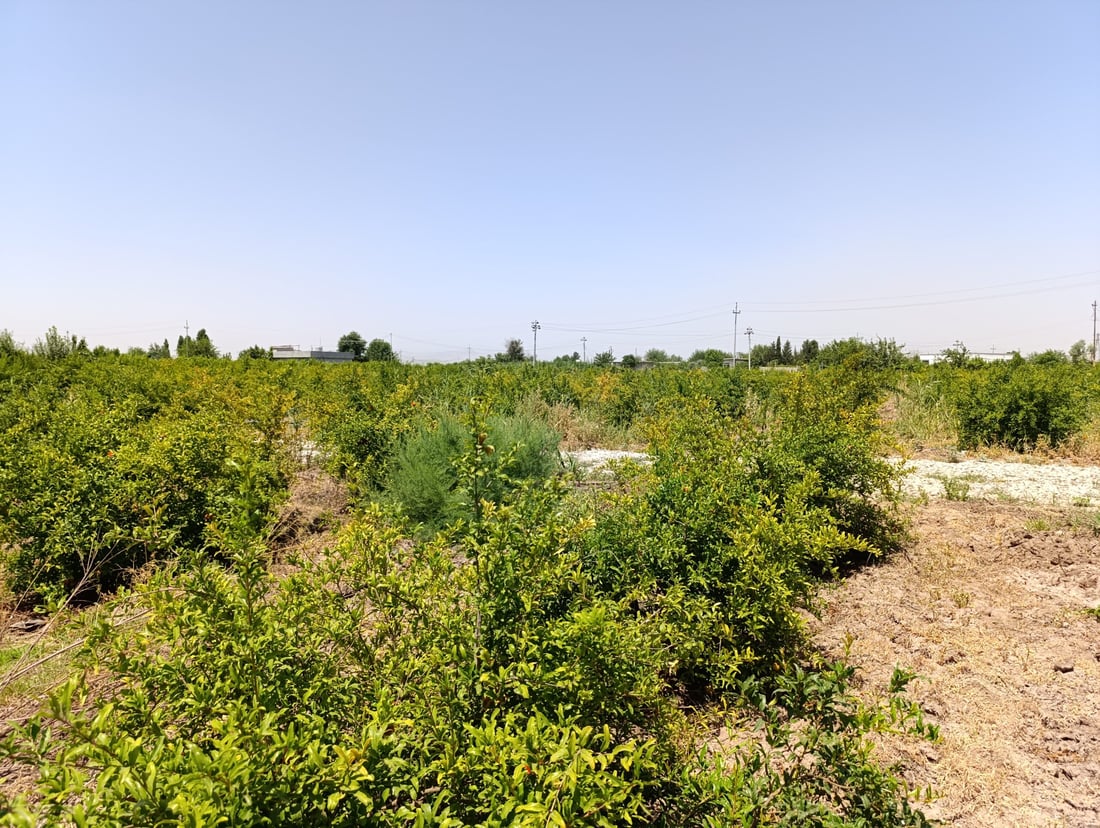 باخە هەنارەکانى هەڵەبجە نەخۆشن