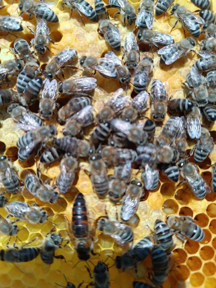 صور: النحل يعجز عن الطيران في عقرة.. الخريف حمل فايروساً وقلل الإنتاج