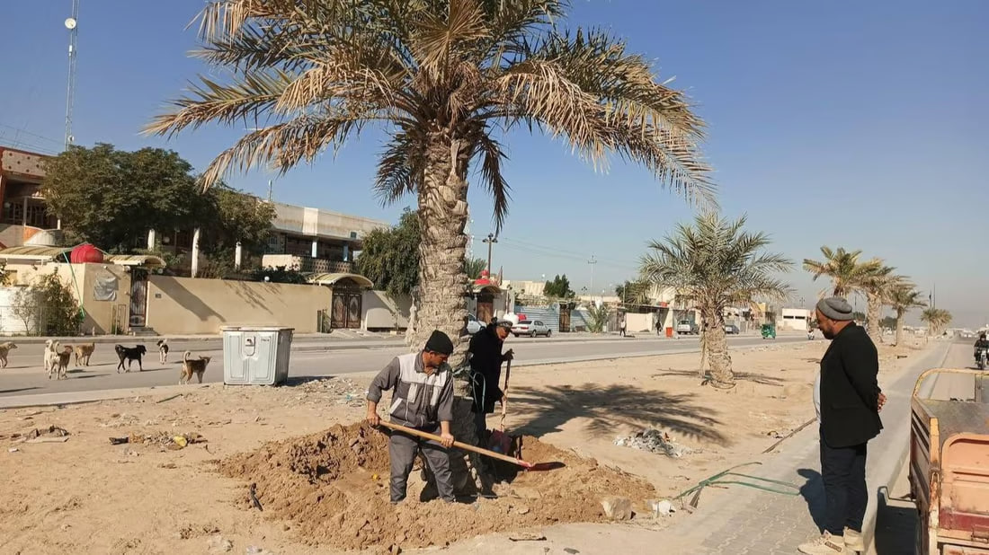 Umm Qasr launches palm tree care campaign