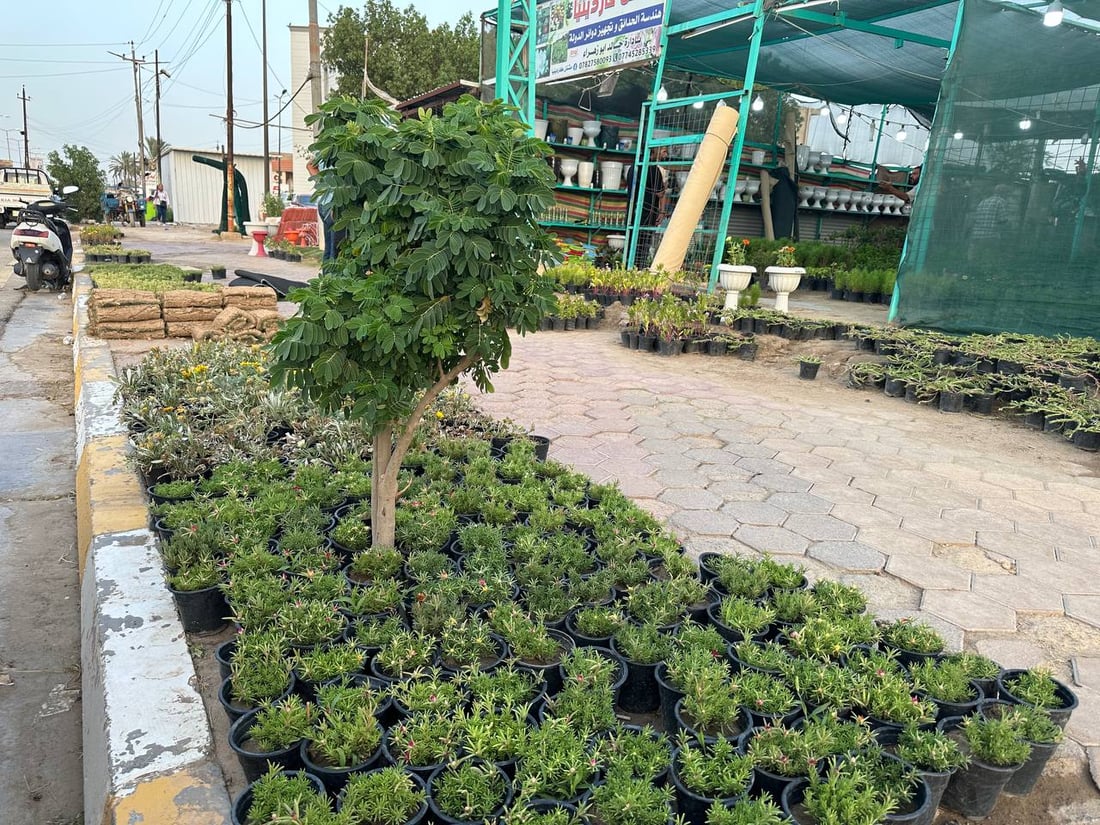 أوكسجين وخضرة دائمة.. سمعة “السبحبح” تزيح “الكاربس” السيء عن شوارع الكوت (صور)