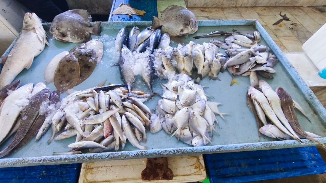 رياح عالية تؤخر إبحار الصيادين في الفاو وتحد من تنوع الأسماك بمرسى النقعة