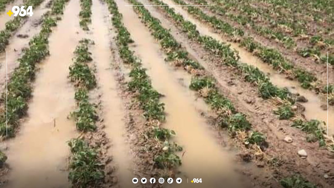 لە بەردەڕەش باران و تەزرە پەتاتەی بێخێر کردووە
