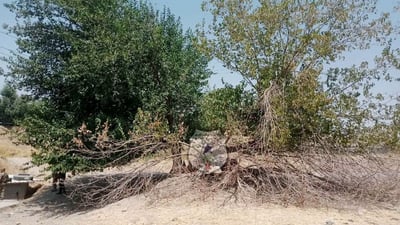 لەلایەن کەسانى نەناسراوەوە ئەم دارە 200 ساڵە سووتێندرا