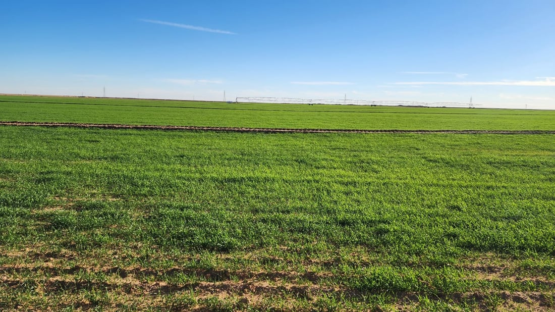 964mediaصورة من منصة (شبكة): 