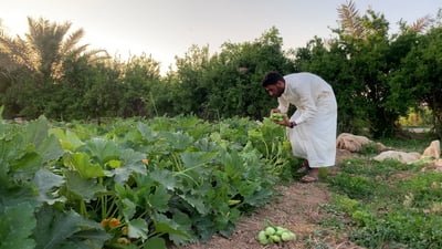 Farmers in Salah Al-Din begin courgette harvest amid rising costs