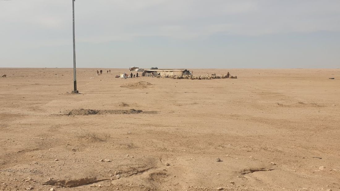 بدو السماوة: الإبل تنتظر.. والأغنام انتقلت إلى صحراء “السلمان” (صور)