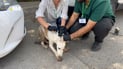 Kirkuk volunteer campaign treats over 200 stray dogs to curb disease risk