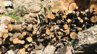 السليمانية: اعتقال 30 شخصاً خلال شهور الشتاء لقطعهم 550 شجرة خلاف الضوابط