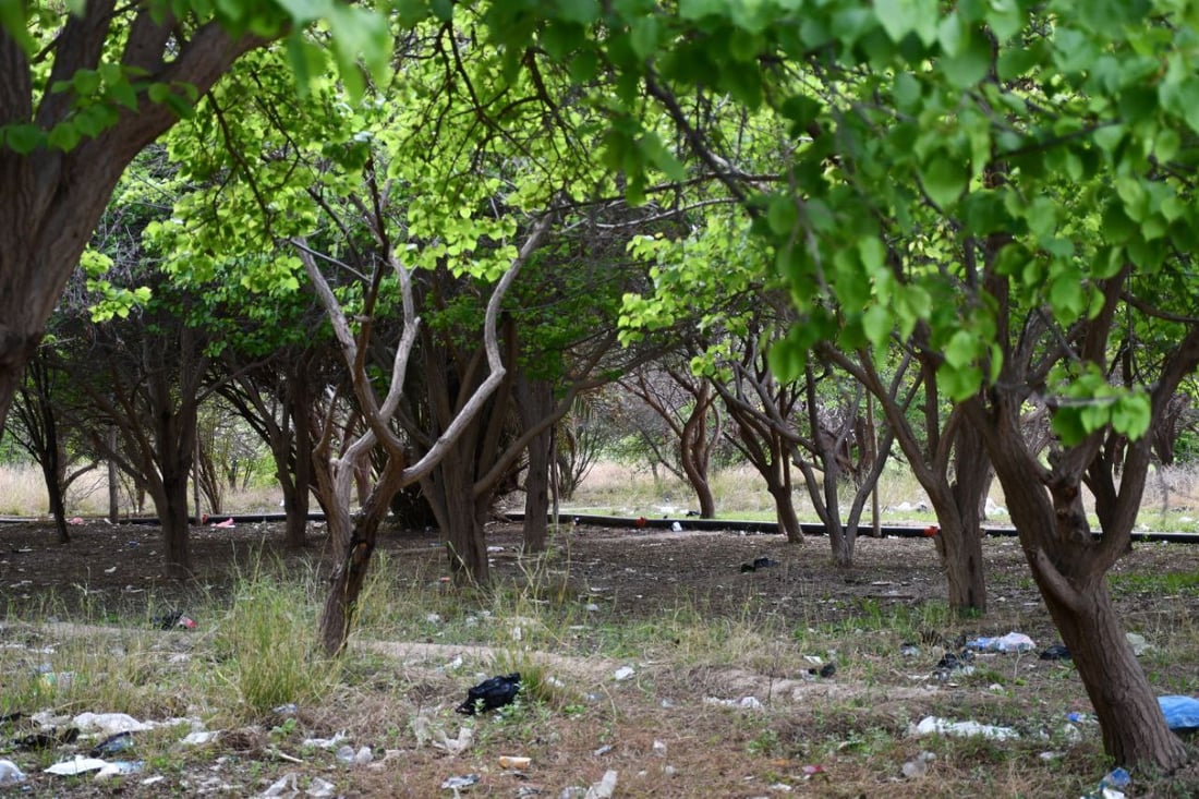 صور: بساتين القائم امتلأت بالجقال.. تذوقوا المشمش الحامض لكن لا تسرقوا ولا تكسروا