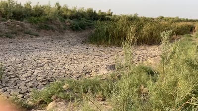 خابت الآمال بزارعة الرز شمال ميسان.. ليس هذا ما كنا نتوقعه من الخطة!