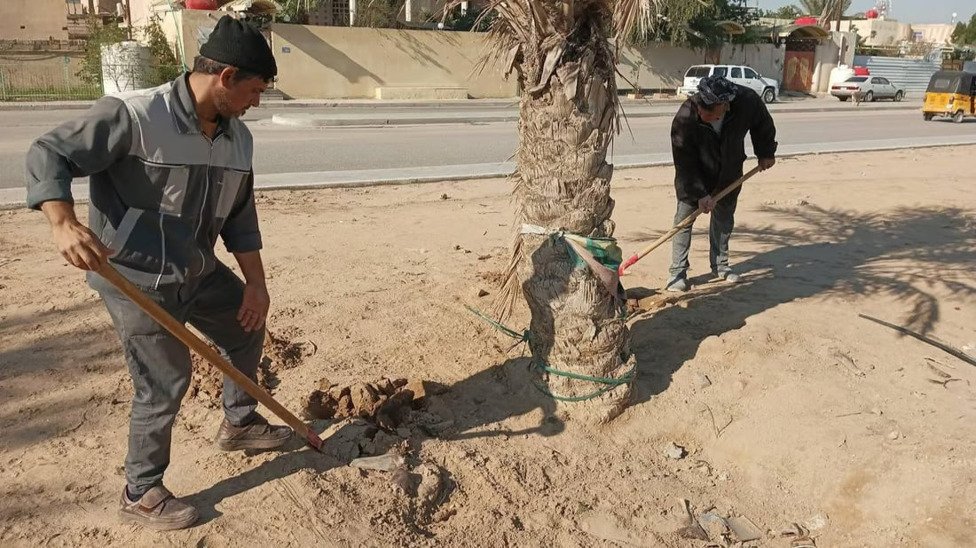 Umm Qasr launches palm tree care campaign