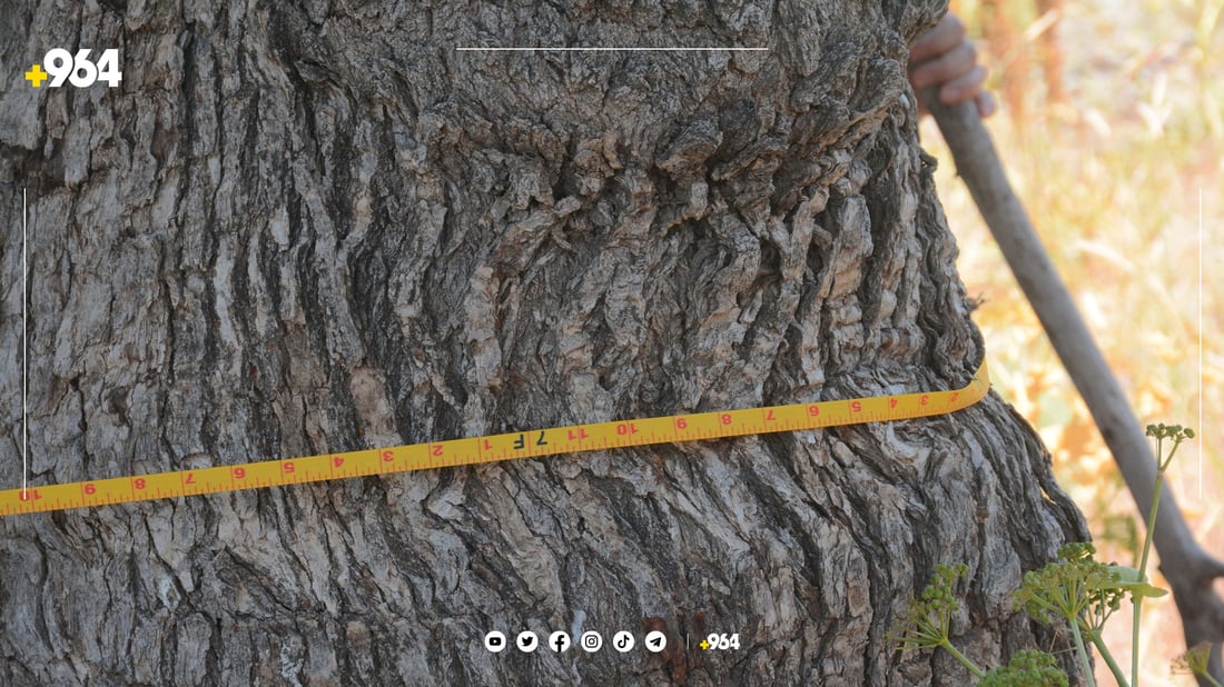 جۆرێکی دار بەڕوو لە کوردستان مەترسی نەمانی لەسەرە