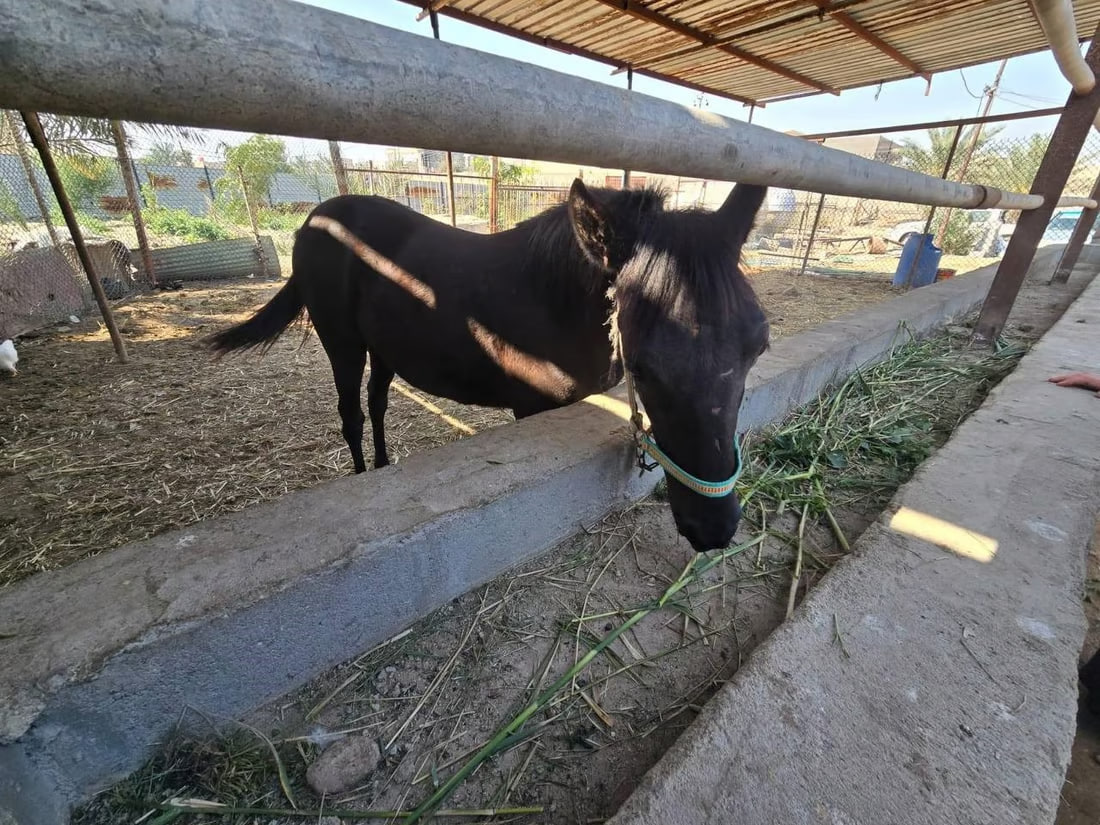 Basra equestrian committee aims to lift international ban