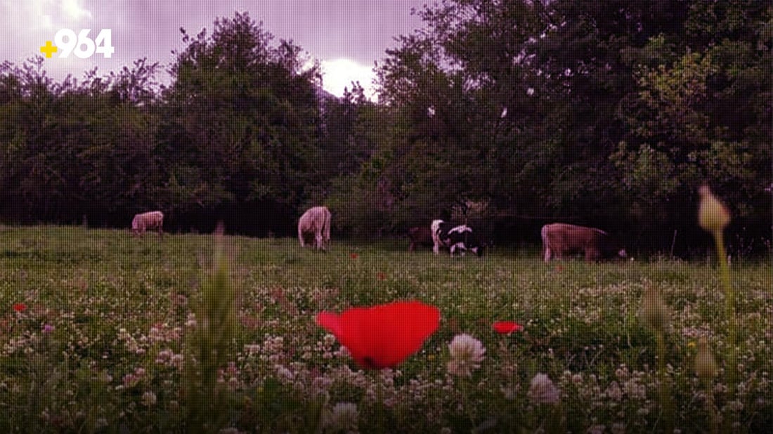 مه‌ڕ و ماڵاتى ره‌وه‌نده‌كان بوونه‌ته‌ به‌ڵاى بنارى قه‌ندیل
