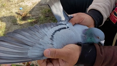 الزواجل تأخرت لكنها وصلت الموصل والفائز من الحمدانية.. أهالي كركوك شاهدوها تحلق