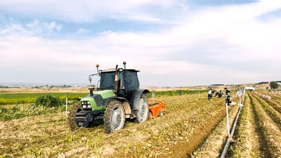 بطاطا گرميان في الربيع والخريف: تسد ثلث حاجة الإقليم وتسوّق إلى مناطق العراق (صور)