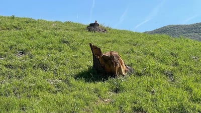 دارە گەورەکانی رۆخی بەنداوی گۆمەسپان لە خۆڕا نەبڕاون