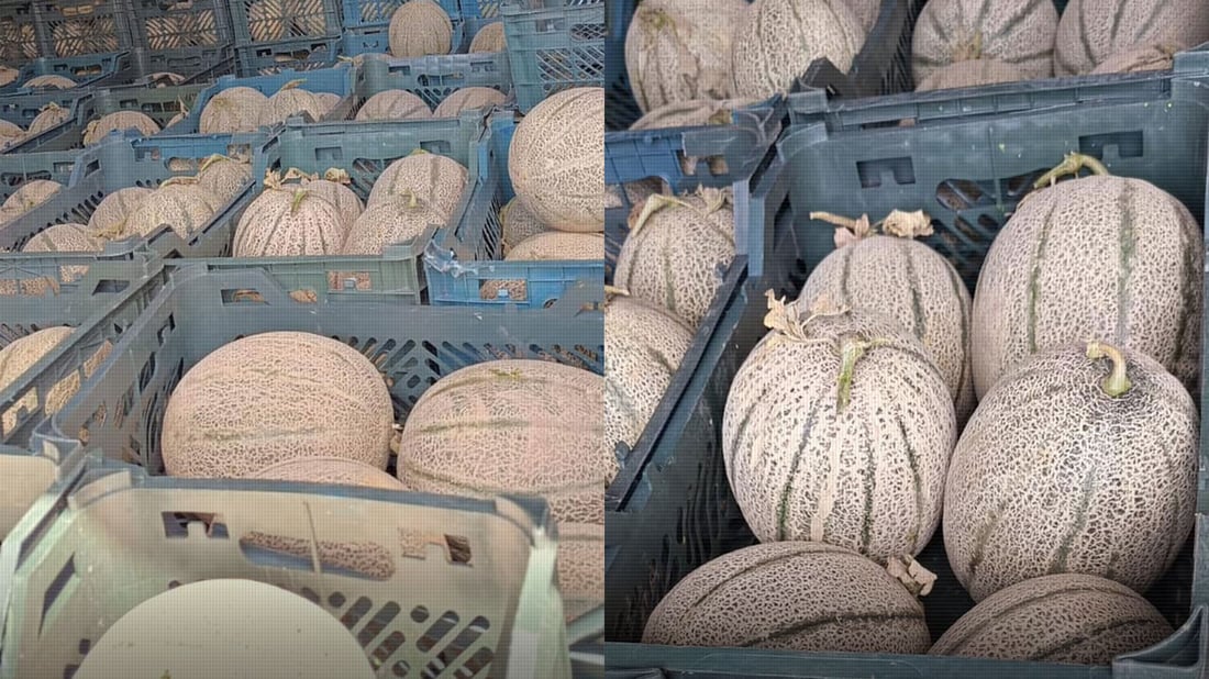 دەستبەسەر زیاتر لە 12 تۆن کاڵەکی خراپبوودا گیرا