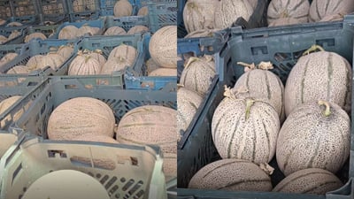 دەستبەسەر زیاتر لە 12 تۆن کاڵەکی خراپبوودا گیرا