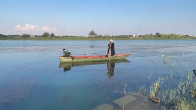 أسماك الخليج تمتنع عن دخول دجلة.. الأخطاء خربت المياه و4 فقط يحرسون أنهار البصرة