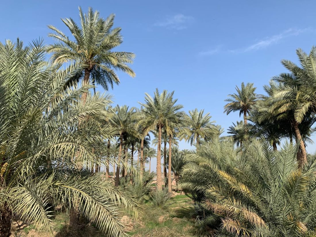 النخيل أصبح طويلاً والفلاح يتهرب من رعايته: لن نتسلق 20 متراًً في أبو غريب