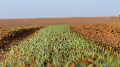 التفاؤل في ذروته وأرض بدو العراق شبعت بالمطر