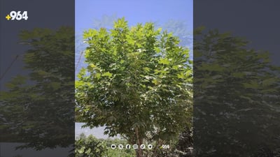 قەدری درەختی سوورەچنار بزانن