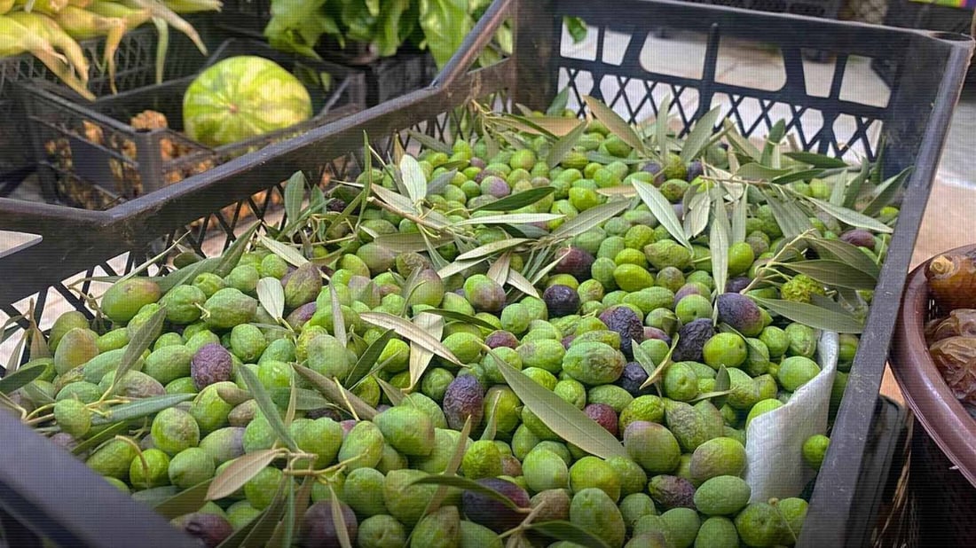 Duhok produces over 34,000 tons of olives annually