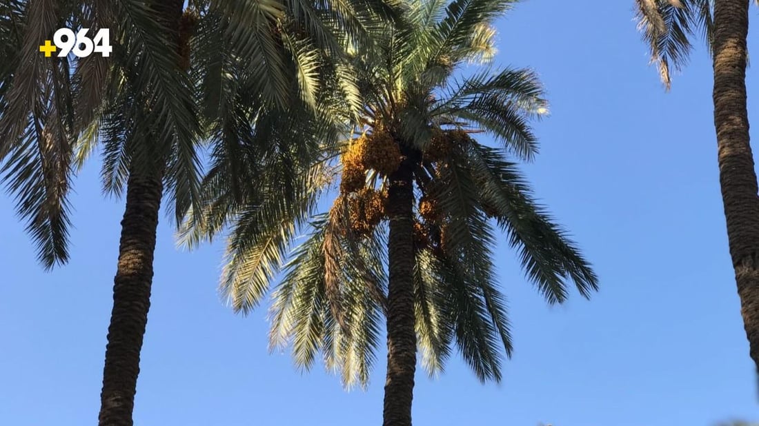 يدخل في صناعة خمر بعشيقة.. لماذا تصرّ كربلاء على زراعة الزهدي أرخص التمور؟