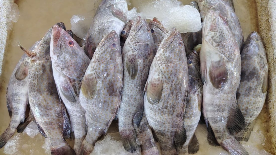 أكثر من 10 أطنان سمك في مرسى النقعة.. ذروة موسم النويبي والروبيان جامبو (صور)