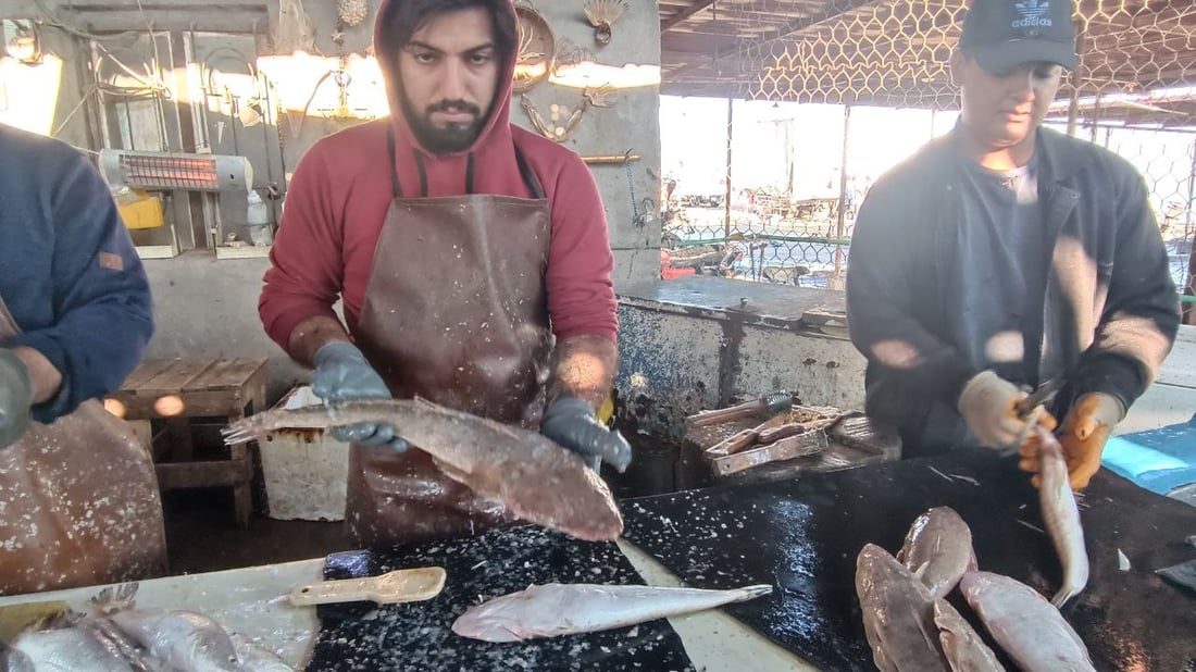 صور من مرسى النقعة: تعرف على أصناف السمك في مزاد الفاو الصباحي