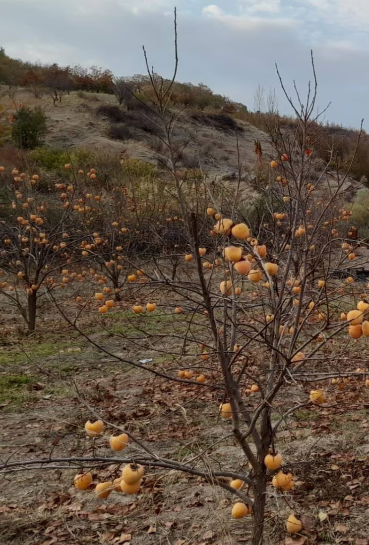 Persimmon farmers in Duhok struggle to market their produce despite growing local popularity