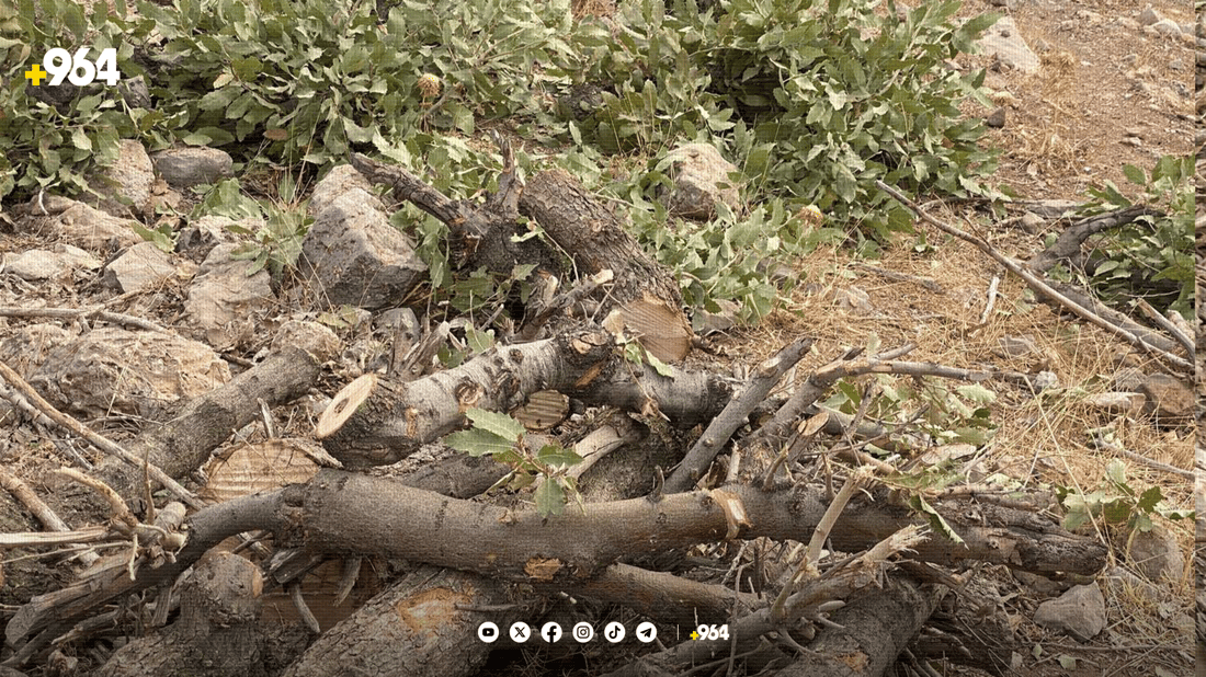 داربڕین لە دهۆک کەمی کردووە