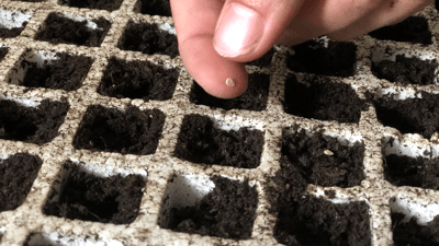 وەرزی چاندنی تۆوی بەرهەمی کشتوکاڵی لە پێنجوێن دەستیپێکرد