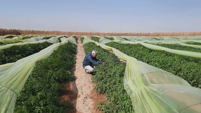 الزراعة: تضاعف السكان زاد حاجة القمح الى 5 ملايين طن.. وهكذا ندعم المزارعين