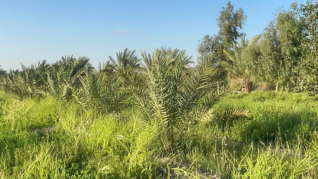 صور: كربلاء تردّ الجميل وترسل النخيل إلى البصرة لإطلاق “الثورة الزراعية”