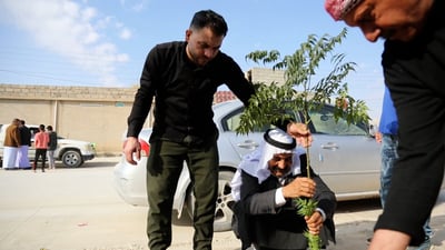 شجرة “التمر الأخرس” تنتشر على طرق سنجار (فيديو)