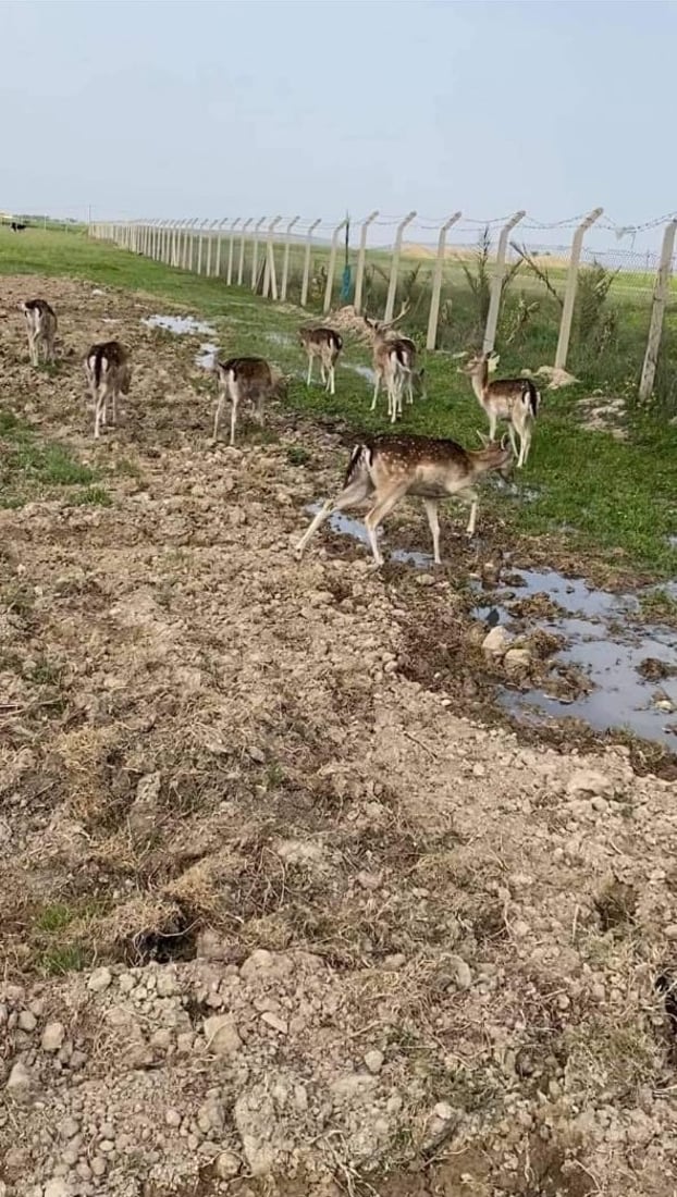 مندلي: تربية غزال الريم.. مهنة مربحة زبائنها المطاعم ومزارع الأثرياء (صور)