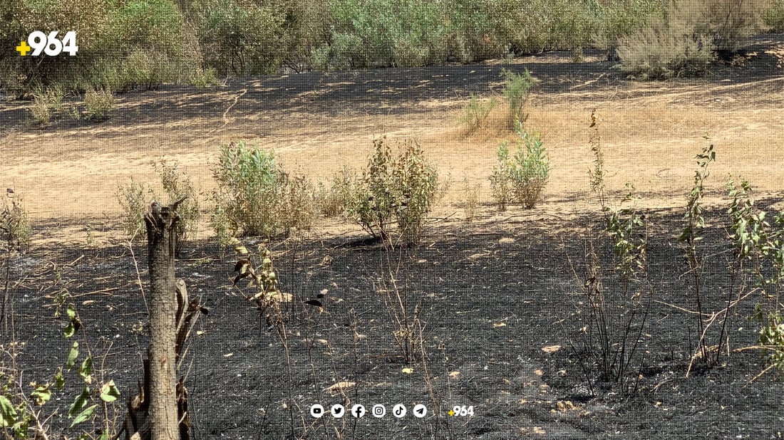 “سووتاندنی دارستانەكان دەستی لە پشتە”