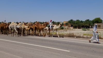 فيديو: إبل ابن حزام تغادر حدود السعودية نحو السماوة والنجف.. انتهت رحلة الشتاء