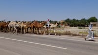 فيديو: إبل ابن حزام تغادر حدود السعودية نحو السماوة وال...