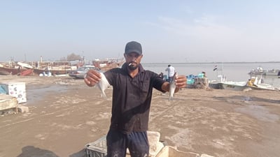 الصبور 3 أنواع والروبيان “خشن”.. قائمة أسعار السمك في مزاد الفاو الصباحي (صور)