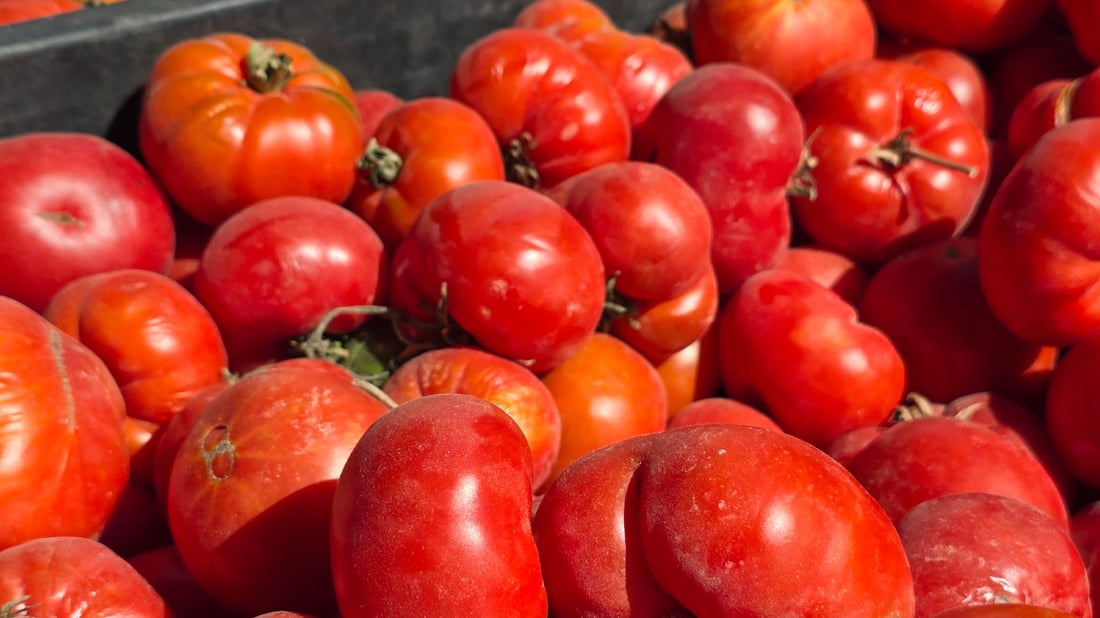 پەتاتە و بەرهەمە کشتوکاڵییەکان لە عەلوەی سلێمانی گرانبوون