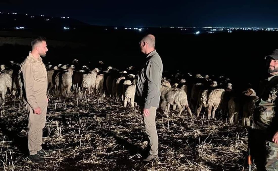  700 سەرمەڕ دەستیان بەسەرداگیرا