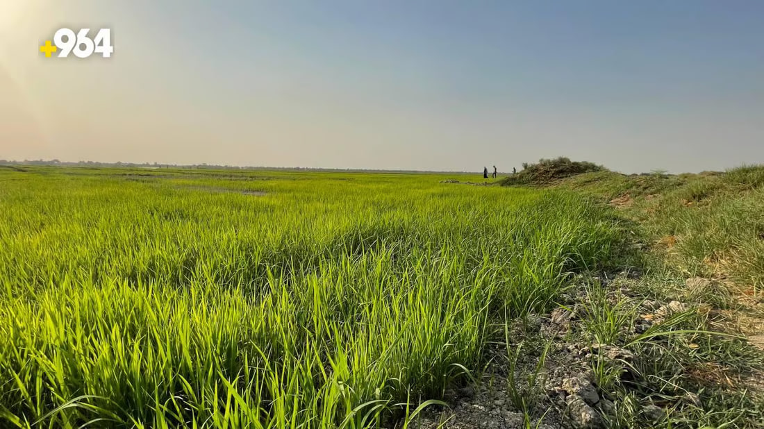 964mediaصورة من منصة (شبكة): 