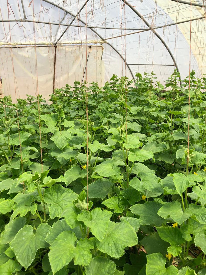 صور من داخل بيوت الخيار العراقي.. مذاقه حلو ورائحته شهية ولا مقارنة مع المستورد