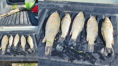 پۆلیسی دارستانی سلێمانی: مانگی رابردوو 34 کەس دەستگیر کراون