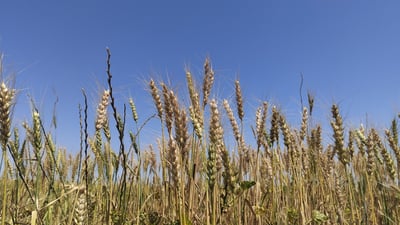 چاوەڕوان دەکرێت ئەمساڵ بەرهەمی دانەوێڵەی جوتیارانی گەرمیان لەساڵانی رابردوو زیاتر بێت