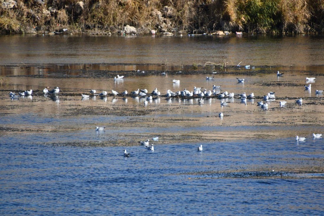صور: نوارس آسيا الوسطى تحط على نواعير هيت.. فرصة لتوثيق ملامح الطائر المهاجر