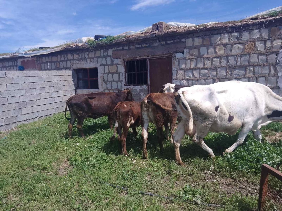 لە هەڵەبجە چەند مانگایەك دەستگیركران
